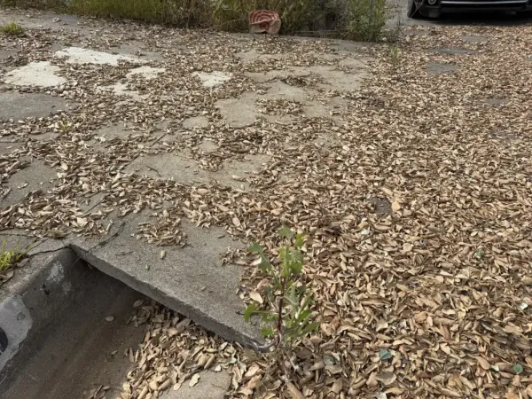 Pre-construction site photo of Altadena multi-unit lot showing concrete driveway slab over drainage ditch