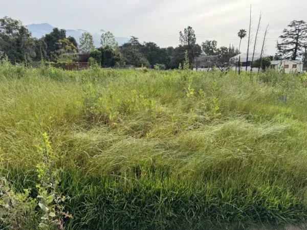 Altadena vacant lot with dry grass and weeds showing San Gabriel Mountains backdrop for fire rebuild