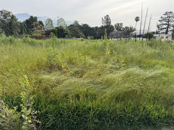 Altadena vacant lot with dry grass and weeds showing San Gabriel Mountains backdrop for fire rebuild