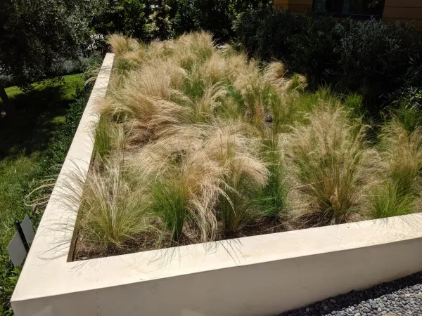 Lined rain garden designed as raised planter box with ornamental grass at Marquez Terrace